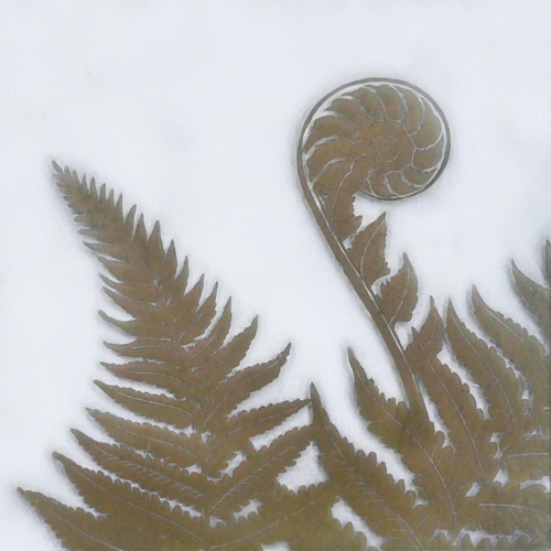 Transparent fronds